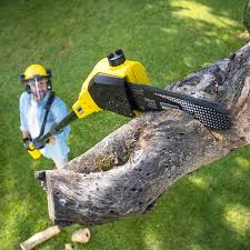 Best Lawn Maintenance Plans  in Willows, CA